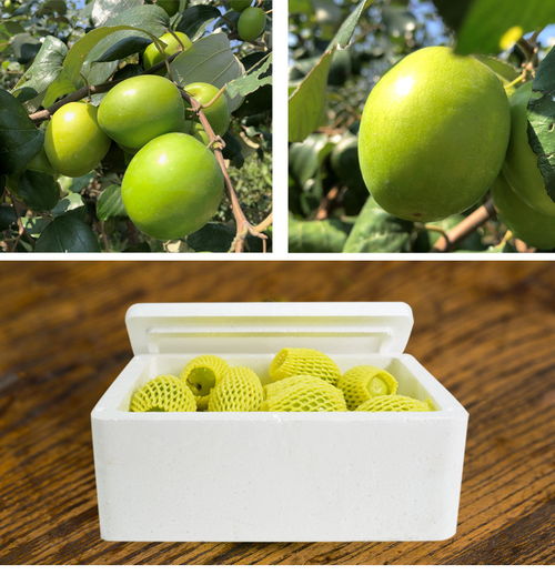 甜蜜助农，广西田东大青枣暖心上市