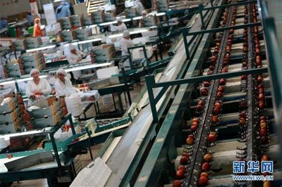 从“明星产品”樱桃到“新生力量”油桃——智利水果出口商的中国生意经