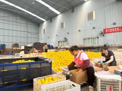 ‘外贸+内销’两条腿走路，助力果品企业抢订单拓市场