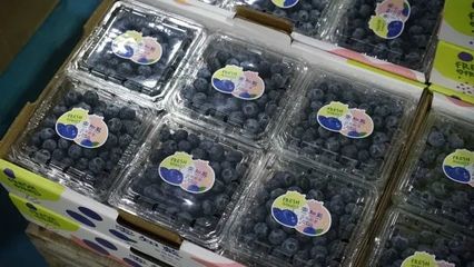 蓝铭蓝莓 马龙区首个果品特质农品