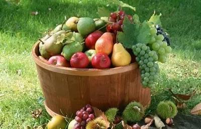 把握果品产业发展大趋势，勇做时代弄潮儿