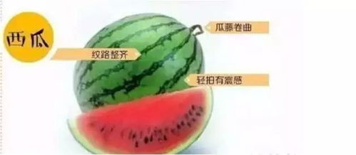 老果农泄露挑选水果的独家秘笈