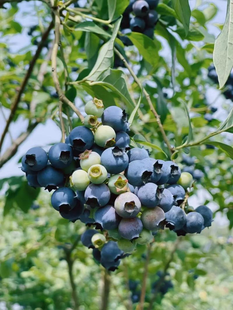 大陈小集夏日果品上新 颗颗蓝莓，沁润心甜